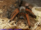 Megaphobema robustum